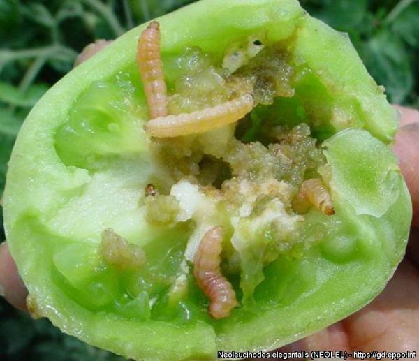 Вредитель Neoleucinodes elegantalis (gd.eppo.int)