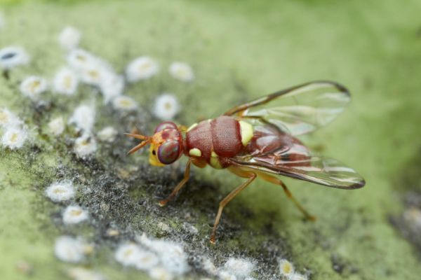 Вредитель Tephritidae (api.ispotnature.org)