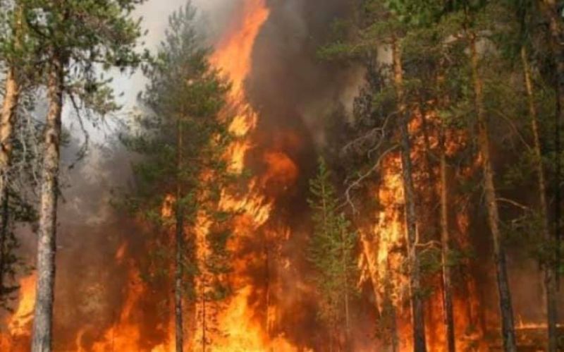 Горит лес в зоне ЧАЭС