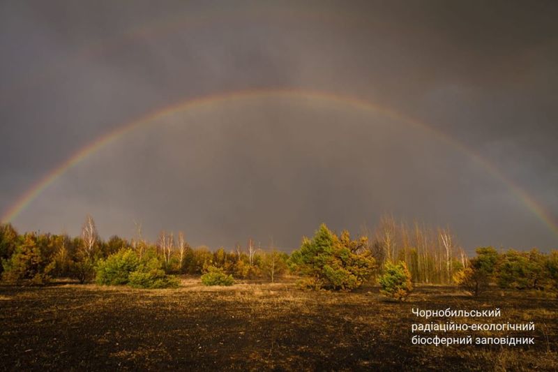 Радуга над сгоревшим лесом в зоне ЧАЭС