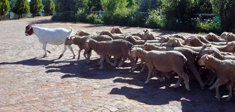 Функция козла-провокатора -- вести доверчивое стадо на убой