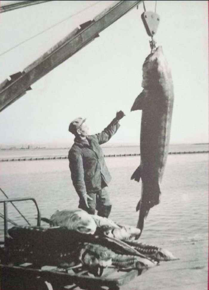 Такого улова жители приазовских городов и посёлков больше не видят