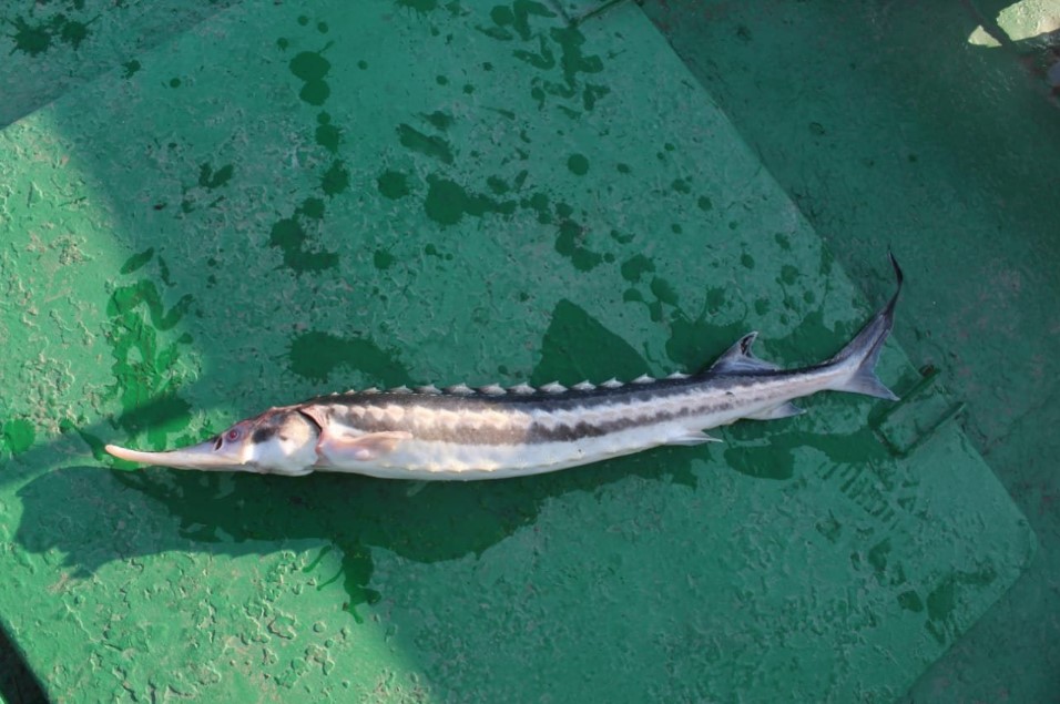 В Азовском море скоро будут водиться осетровые, как и много лет назад