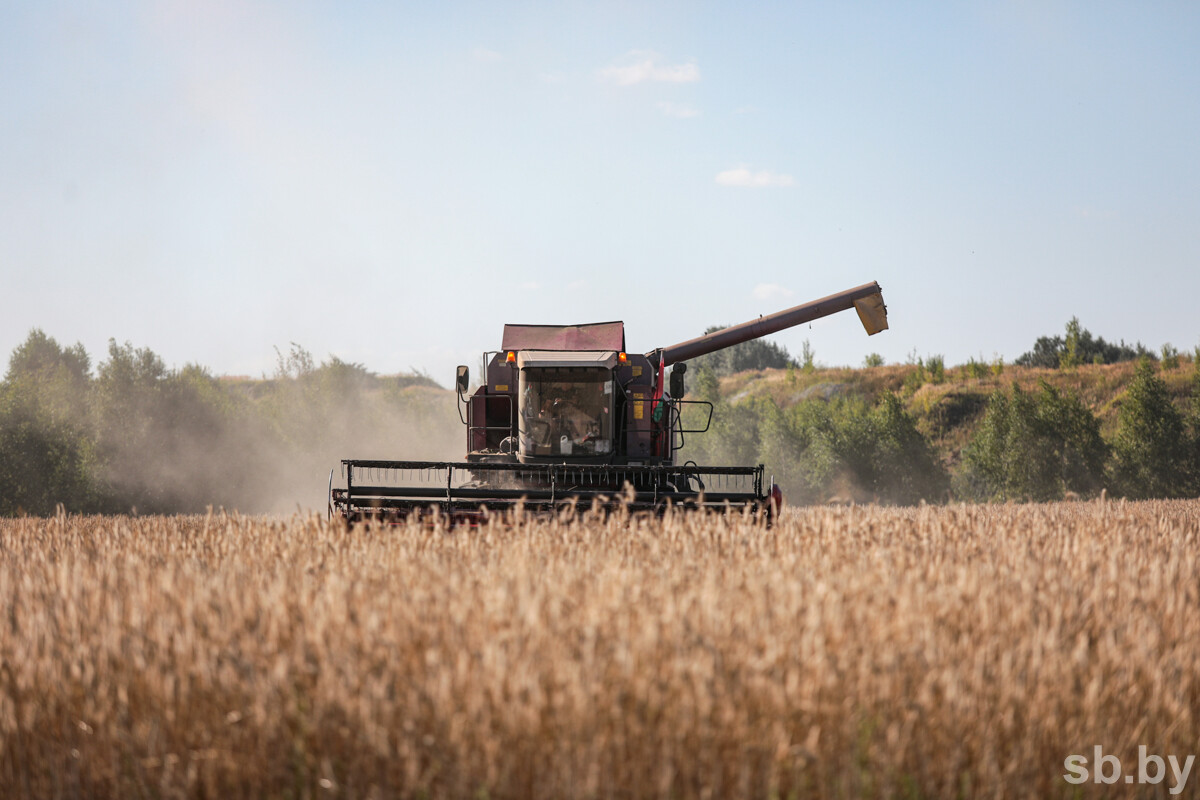 Уборочная 2025 года в Белоруссии