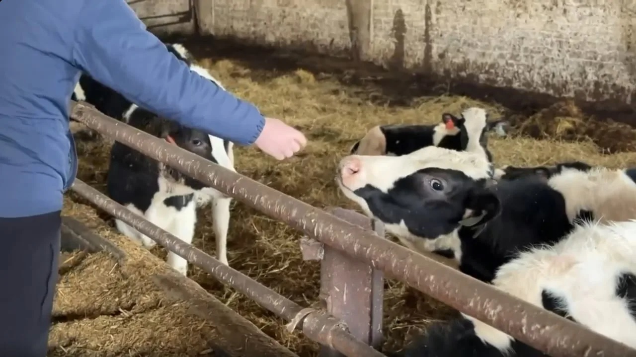 Ферма в Новоазовске