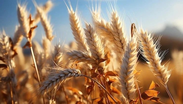 В Каховском округе запущен инвестпроект по развитию сельского хозяйства