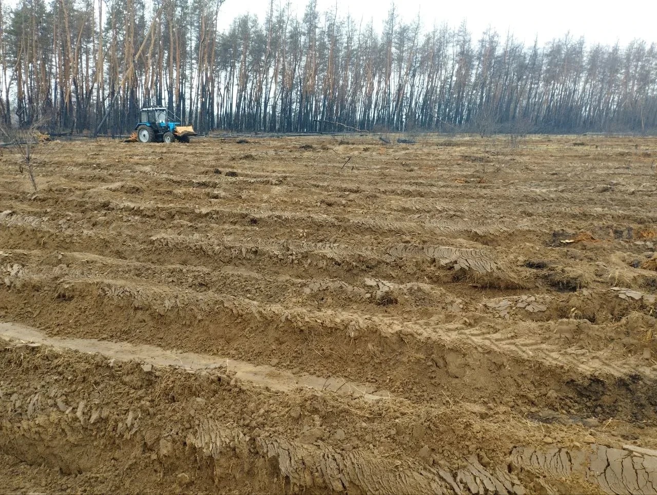 В ЛНР началась весенняя высадка леса