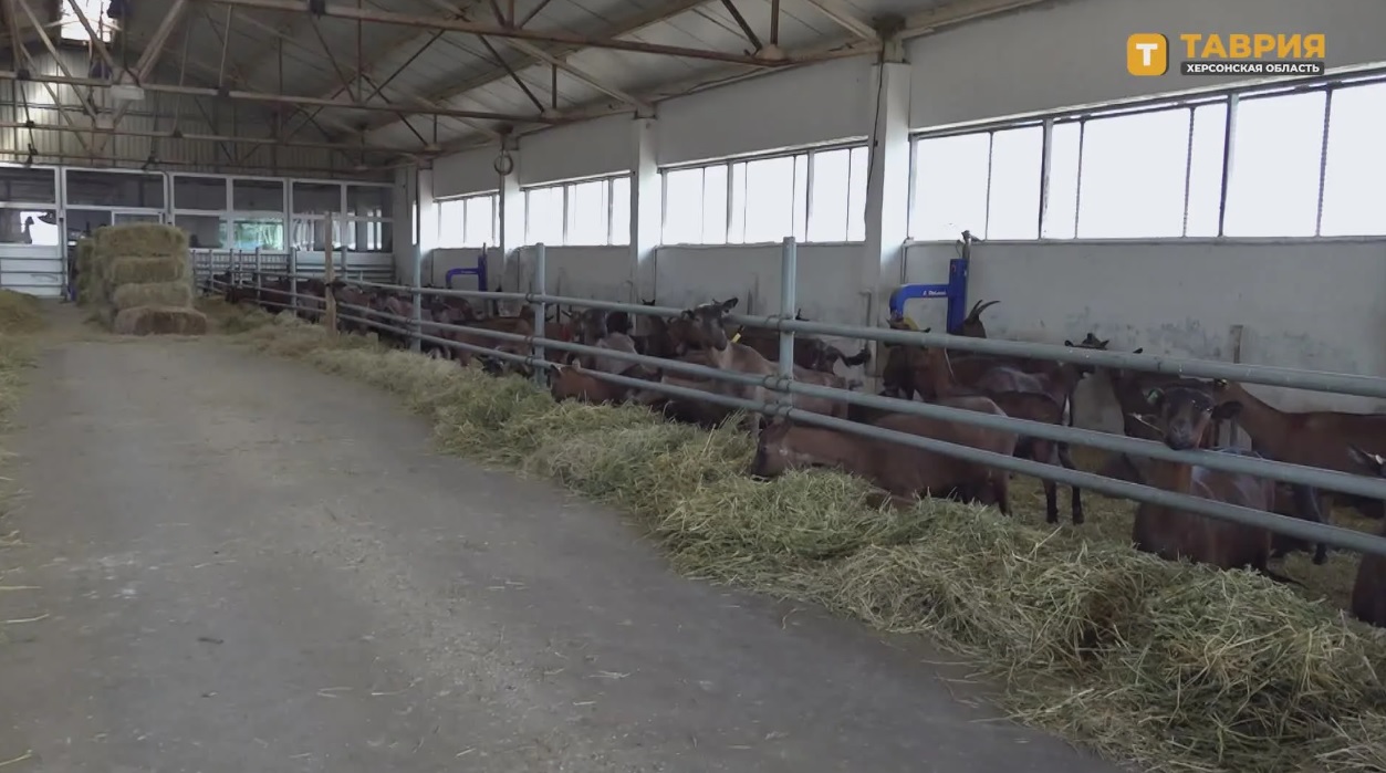 Фермеры Херсонской области получат господдержку на развитие племенного животноводства