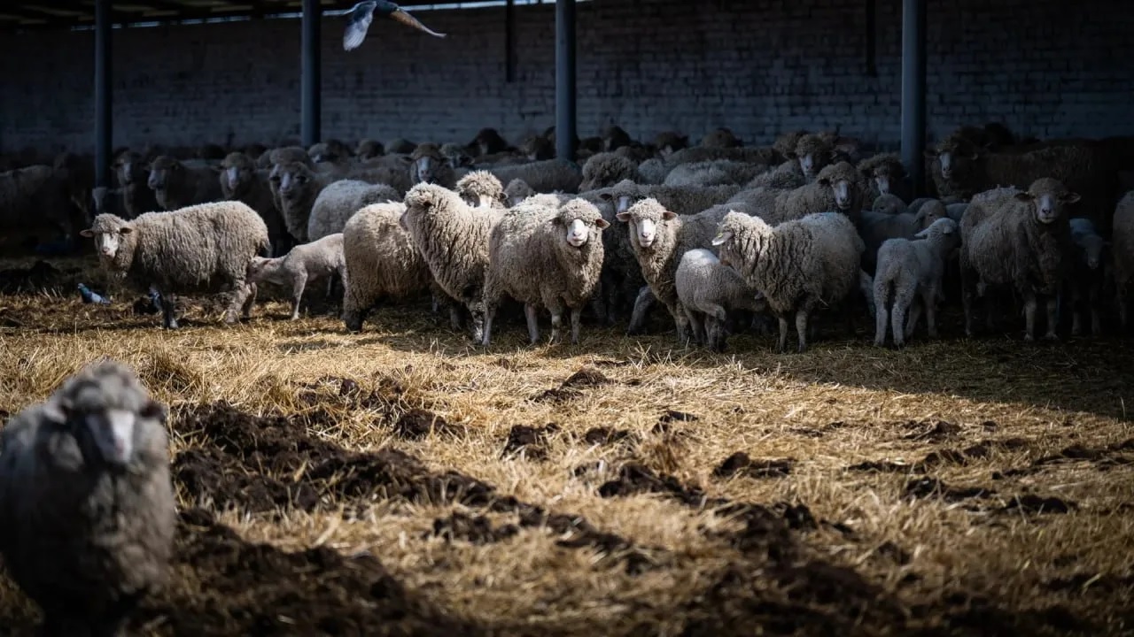 Институт животноводства степных районов имени М.Ф. Иванова в Аскании-Нова планирует развивать молочное овцеводство 