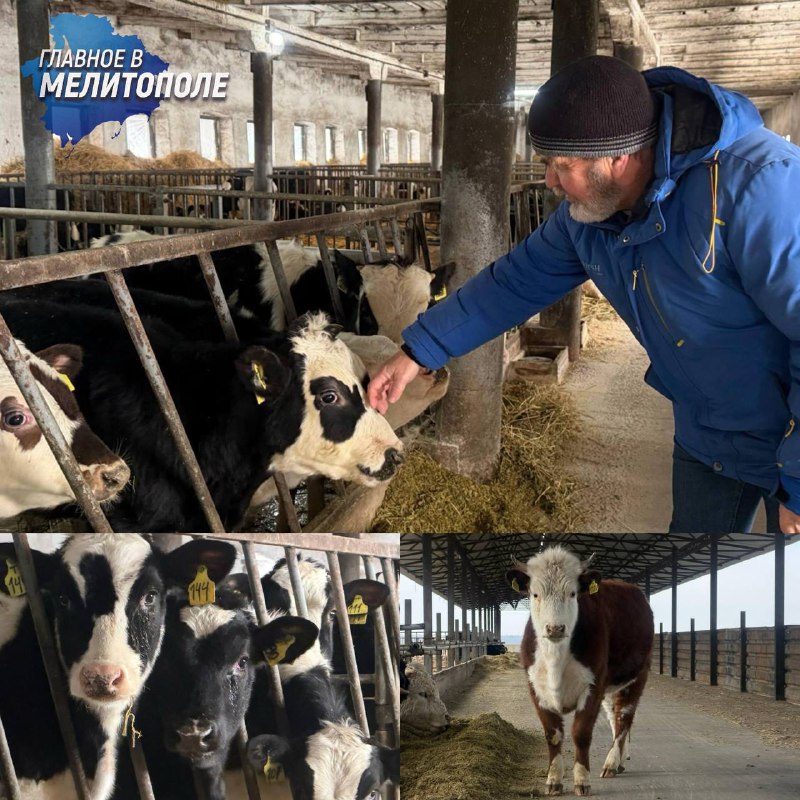 Ферма в сельхозкооперативе «Таврия Агро»