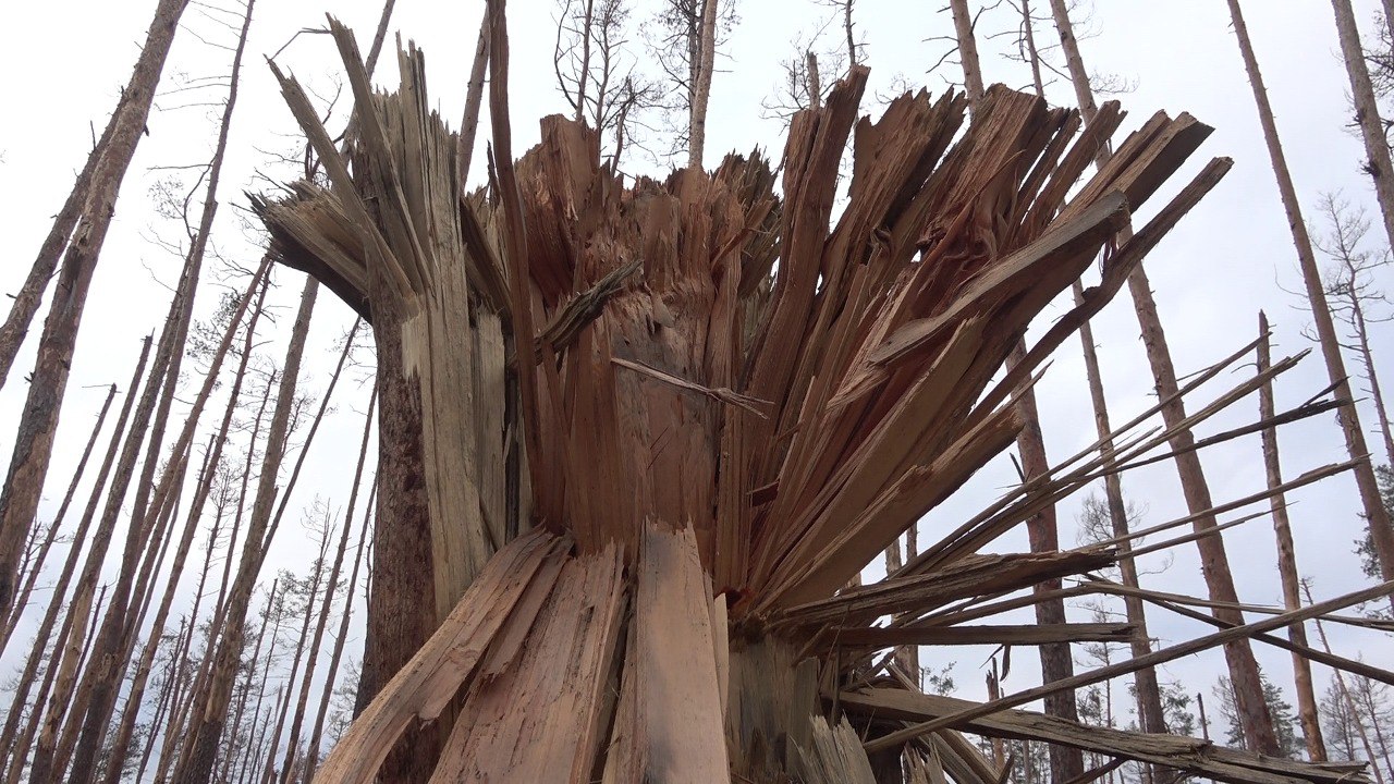 Кременской лес сегодня