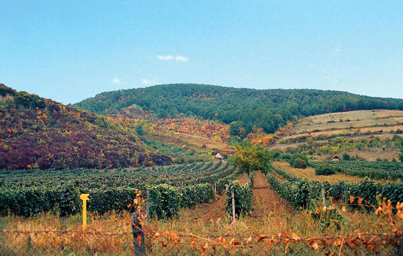 Закарпатье называли «виноградным краем»/ Фото Сплетник