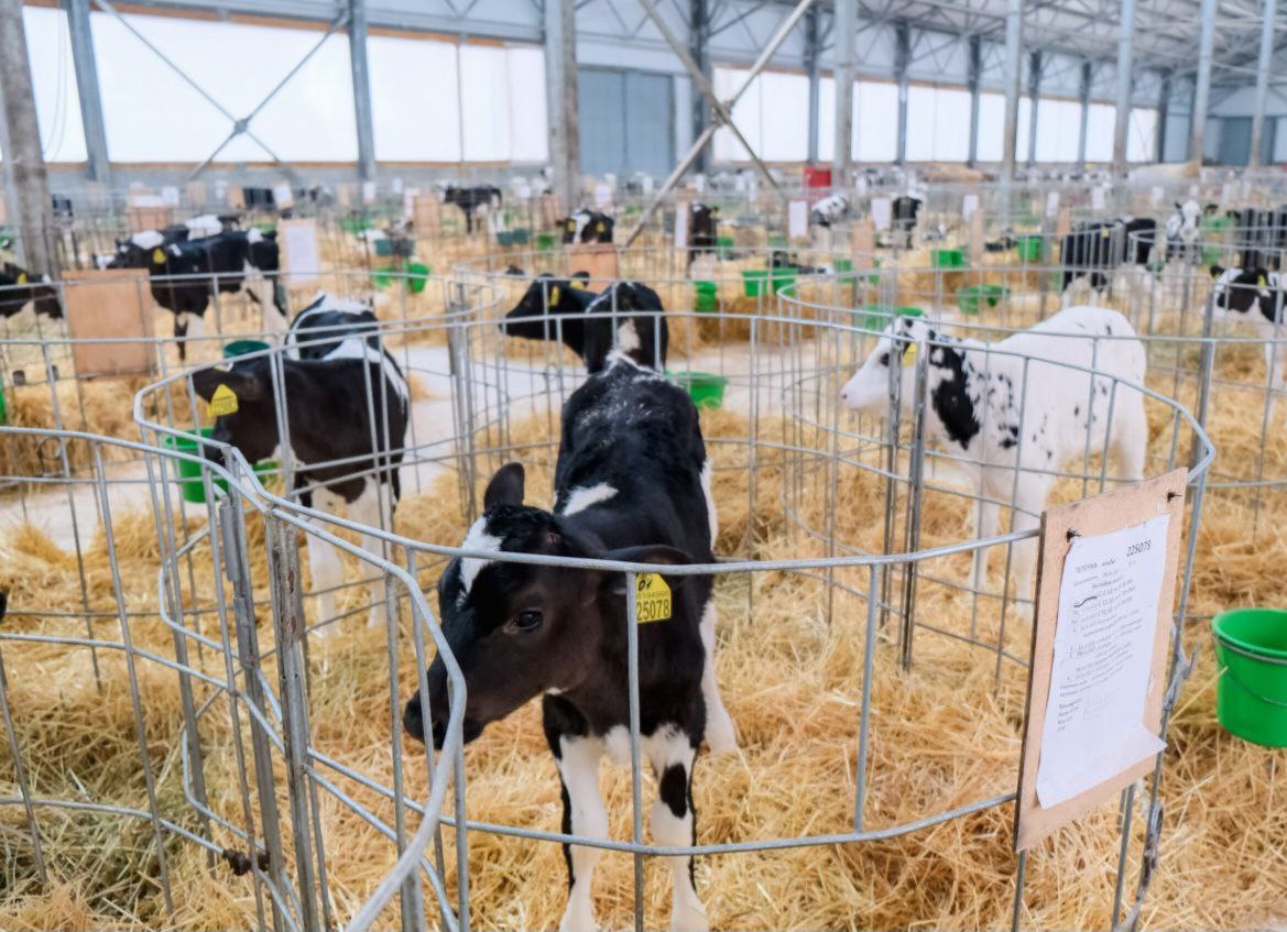 Новые племенные хозяйства появятся на Херсонщине