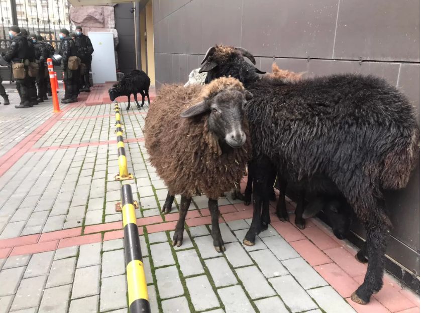 Путч начинался с баранов