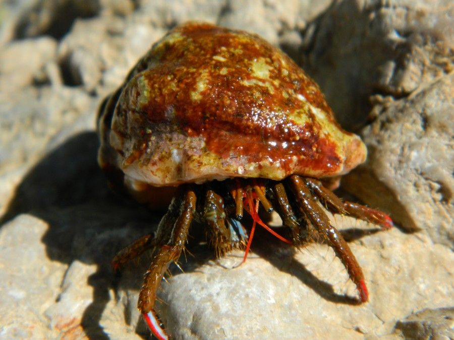 Брюхоногий символ самостийности