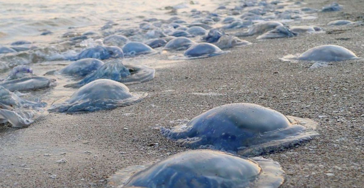 Нашествие гибридных медуз