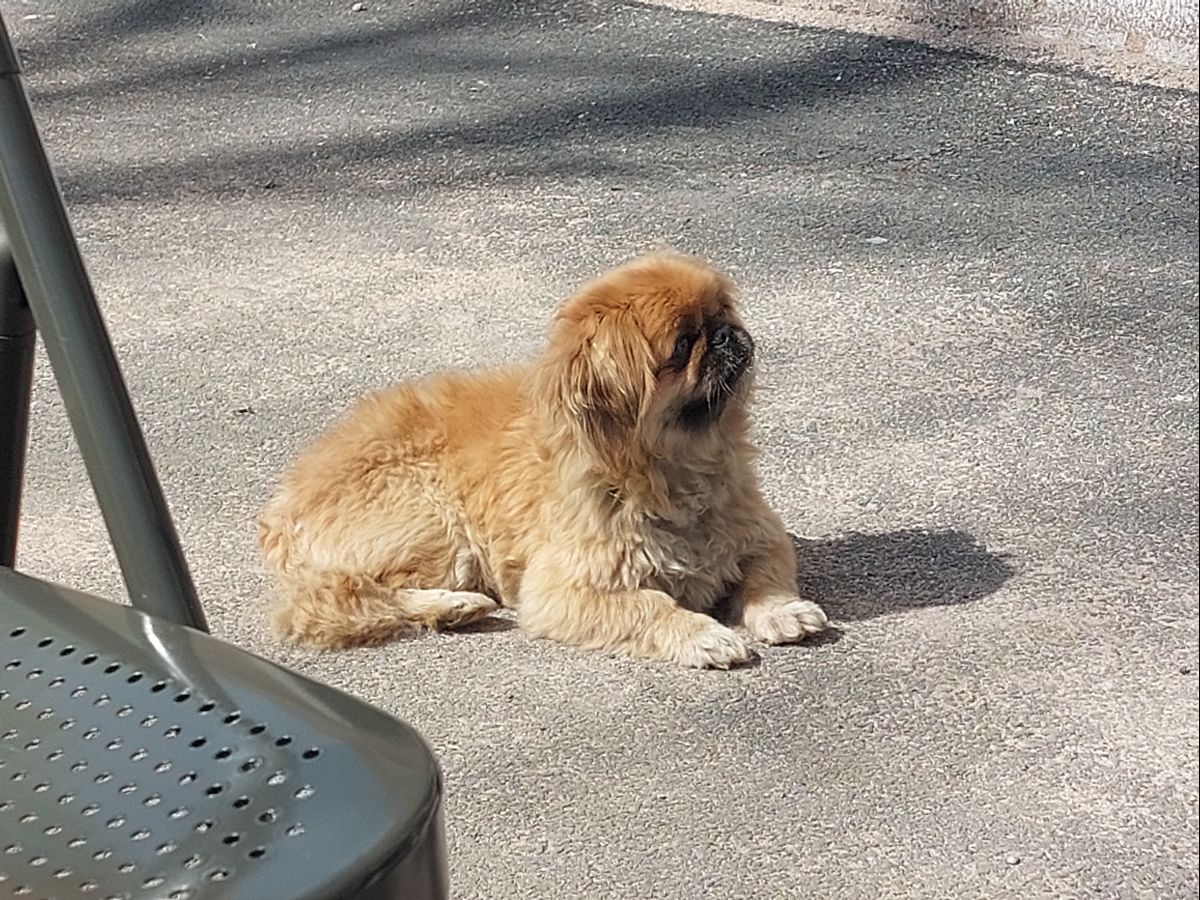 Этот маленький пёсик сидел на развалинах дома, сегодня его любят в новой семье