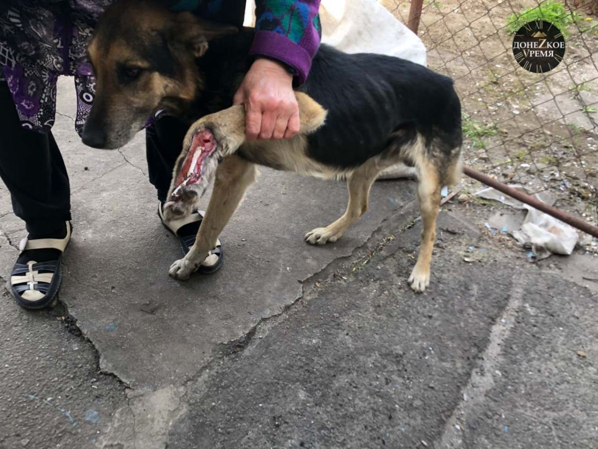 Этому псу осколком снаряда срезало часть лапы, которую ампутировали в Донецке