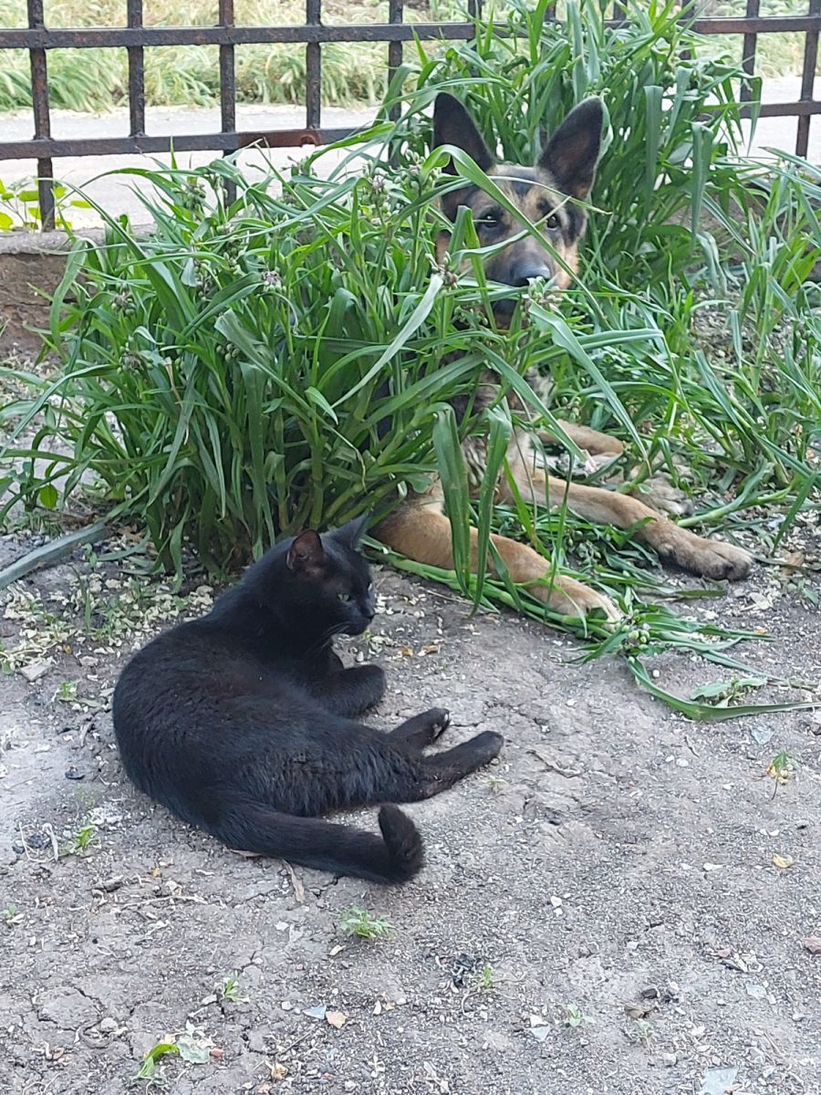 Овчарка Джесси и кот Феликс – хозяева уехали и оставили их в Мариуполе на попечение соседей