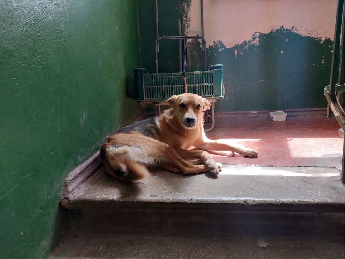 Пёс Рыжий оптимист, как и жильцы дома, в подъезде которого он поселился. Несмотря на то, что ещё не все ожоги на нём затянулись, у Рыжего всегда хорошее настроение