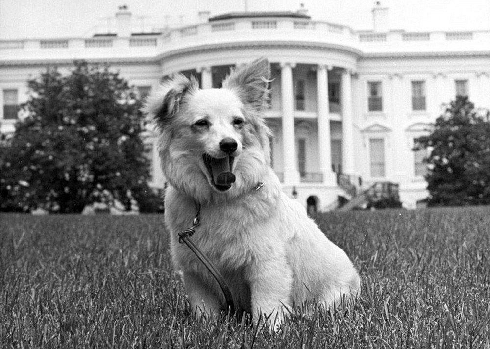 Потомство космической собаки Стрелки щенок по кличке Пушинка, подаренный Никитой Хрущёвым, не без подтекста, Джону Кеннеди, получил прописку в Белом доме