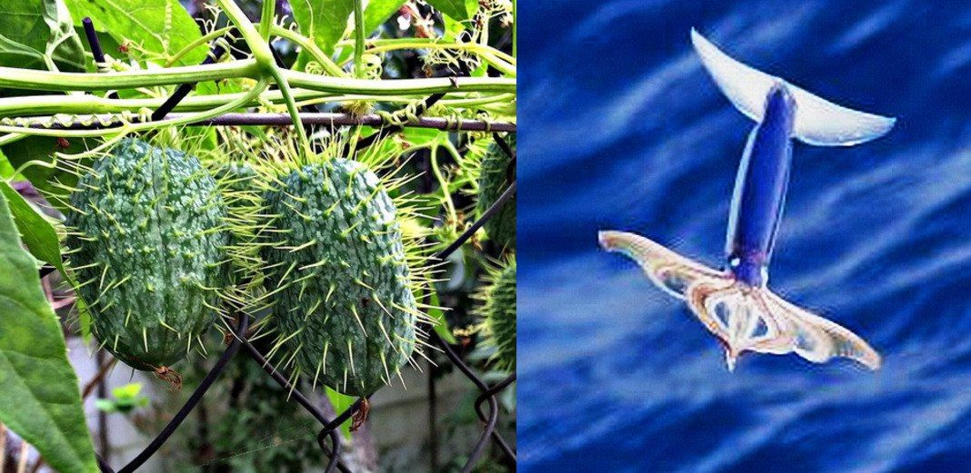 Примеры использования реактивного движения в природе: «бешеные огурцы» и летающий кальмар стенотевтис