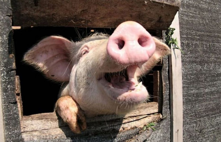 Оппозиция подсунула белорусам свинью