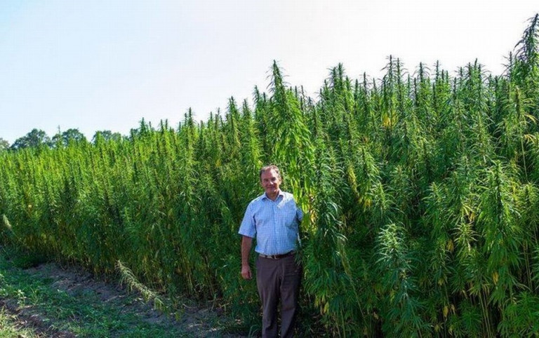 городской голова Глухова Мишель Терещенко на фоне конопляного поля