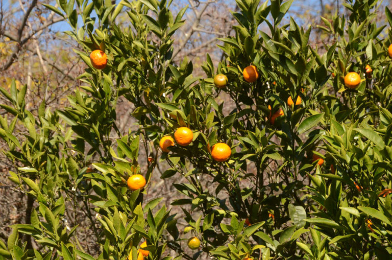 Заглавное фото: мандарины в Никитском ботаническом саду, 2022