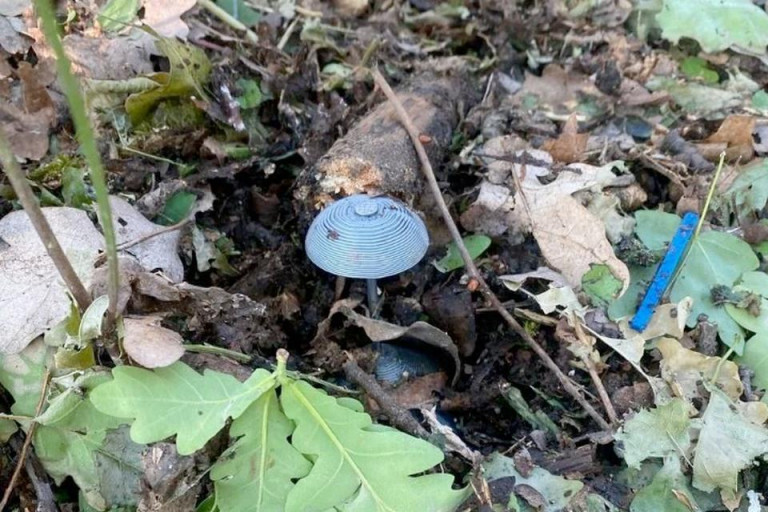 На заглавном фото: Мина ВСУ, замаскированная под гриб, в лесополосе Луганской области.