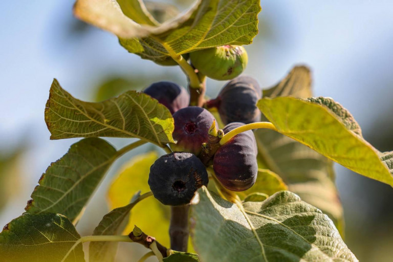 На заглавном фото: Первый урожай инжира собирают в Херсонской области – 600-700 кг ежедневно