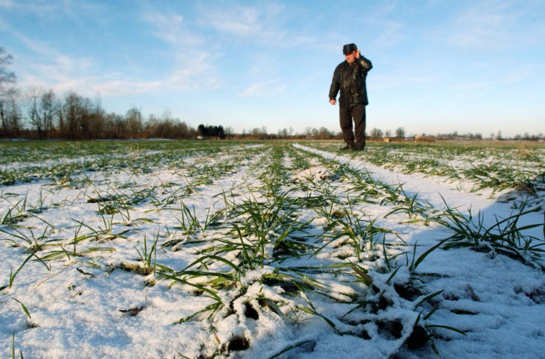 Поля озимых