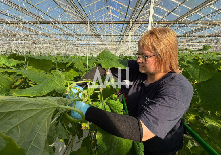 На заглавном фото: В Зугрэсе (ДНР) успешно растят огурцы, источник – ДАН (Донецкое агентство новостей)